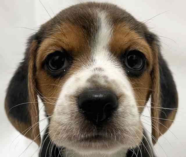 和歌山県のビーグル (ひごペットフレンドリーパームシティ和歌山店/2025年8月23日生まれ/女の子/ブラックホワイトタン)の子犬の1枚目の画像