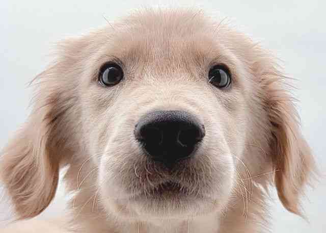 島根県のゴールデンレトリバー (ひごペットフレンドリーイオン松江ショッピングセンター店/2025年8月22日生まれ/男の子/ゴールデン)の子犬の1枚目の画像