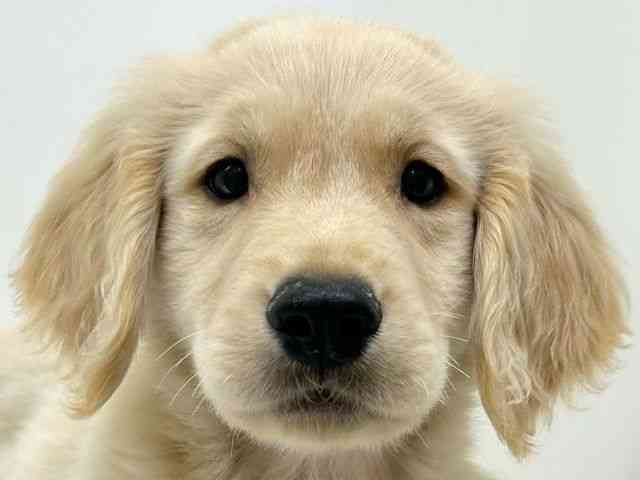 兵庫県のゴールデンレトリバー (ひごペットフレンドリーブルメールHAT神戸店/2025年8月22日生まれ/男の子/ゴールデン)の子犬の1枚目の画像