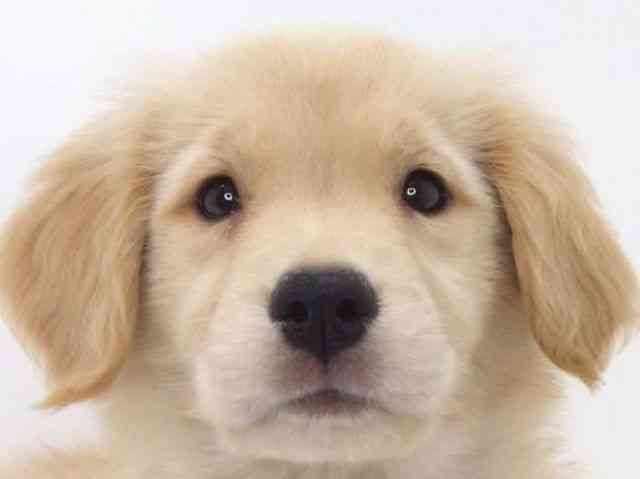 大阪府のゴールデンレトリバー (ひごペットフレンドリーいこらもーる泉佐野店/2025年8月22日生まれ/女の子/ゴールデン)の子犬の1枚目の画像