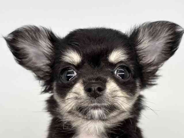 徳島県のチワワ(ロング) (ひごペットフレンドリーゆめタウン徳島店/2025年8月22日生まれ/女の子/ブラックタンホワイト)の子犬の1枚目の画像