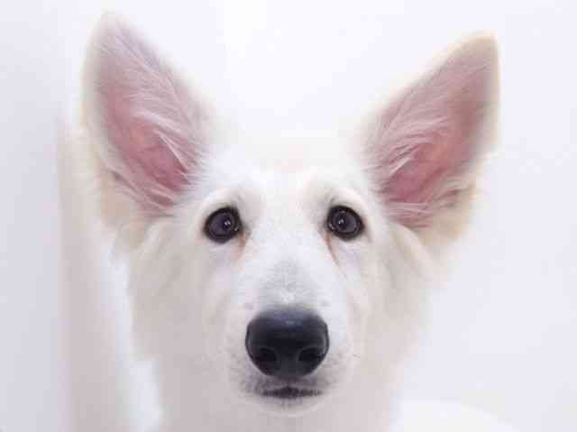 大阪府のホワイトスイスシェパード (ひごペットフレンドリーいこらもーる泉佐野店/2025年8月20日生まれ/男の子/ホワイト)の子犬の1枚目の画像