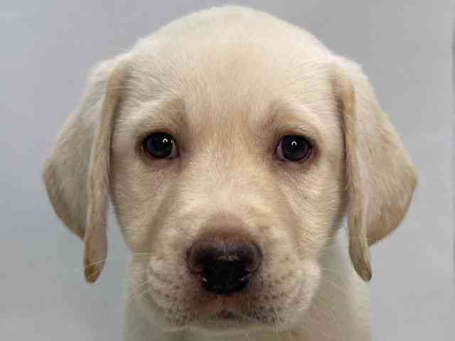 島根県のラブラドールレトリーバー (ひごペットフレンドリーイオンモール出雲店/2025年8月22日生まれ/男の子/イエロー)の子犬の1枚目の画像