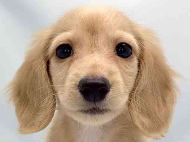 京都府のミニチュアダックスフンド(ロング) (ひごペットフレンドリー洛北阪急スクエア店/2025年8月22日生まれ/男の子/イエロー)の子犬の1枚目の画像