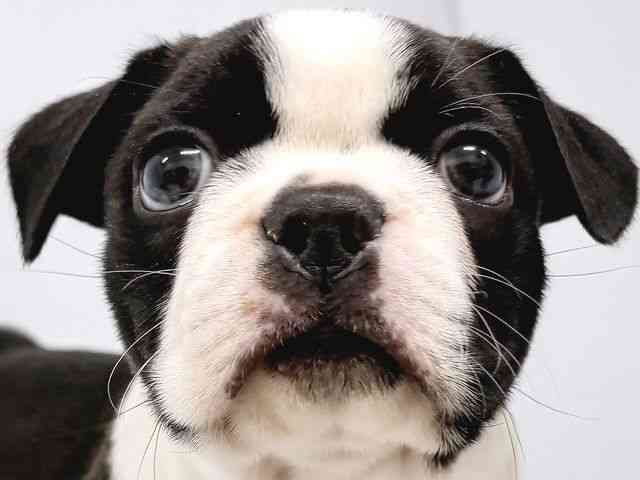 奈良県のボストンテリア (ひごペットフレンドリー奈良パワーシティ店/2025年8月23日生まれ/男の子/ボストンカラー)の子犬の1枚目の画像