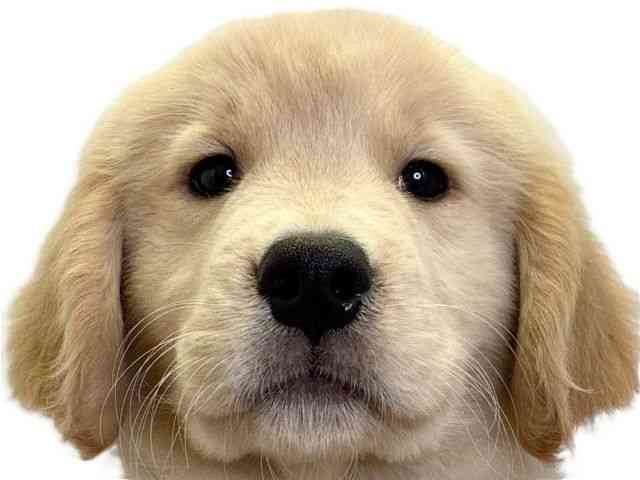 愛媛県のゴールデンレトリバー (ひごペットフレンドリーエミフルMASAKI店/2025年8月23日生まれ/男の子/ゴールデン)の子犬の1枚目の画像