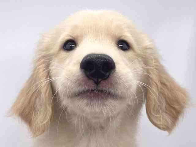 兵庫県のゴールデンレトリバー (ひごペットフレンドリーイオンタウン加古川店/2025年8月23日生まれ/男の子/ゴールデン)の子犬の1枚目の画像