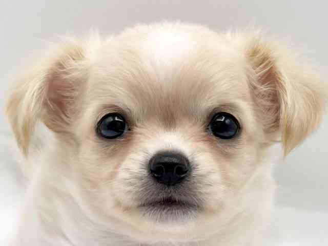 奈良県のチワワ(ロング) (ひごペットフレンドリートナリエ大和高田店/2025年8月23日生まれ/男の子/クリームホワイト)の子犬の1枚目の画像