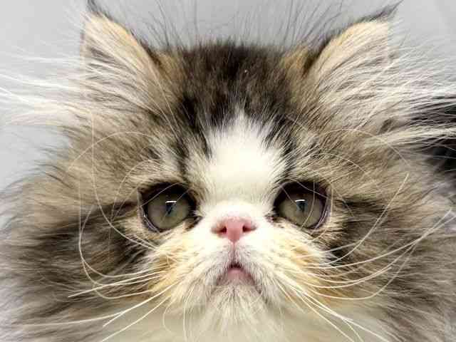 京都府のエキゾチック (ひごペットフレンドリー京都店/2025年8月21日生まれ/男の子/ブラウンタビーホワイト)の子猫の1枚目の画像