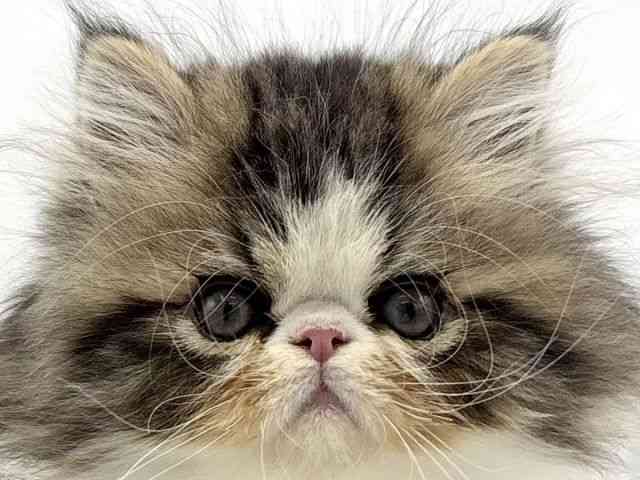 大阪府のエキゾチック (ひごペットフレンドリーららぽーとEXPOCITY店/2025年8月21日生まれ/男の子/ブラウンタビーホワイト)の子猫の1枚目の画像