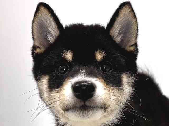 奈良県の柴犬(標準サイズ) (ひごペットフレンドリー奈良パワーシティ店/2025年8月23日生まれ/男の子/黒)の子犬の1枚目の画像