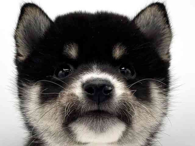 大阪府の柴犬(標準サイズ) (ひごペットフレンドリーららぽーとEXPOCITY店/2025年8月23日生まれ/男の子/黒)の子犬の1枚目の画像