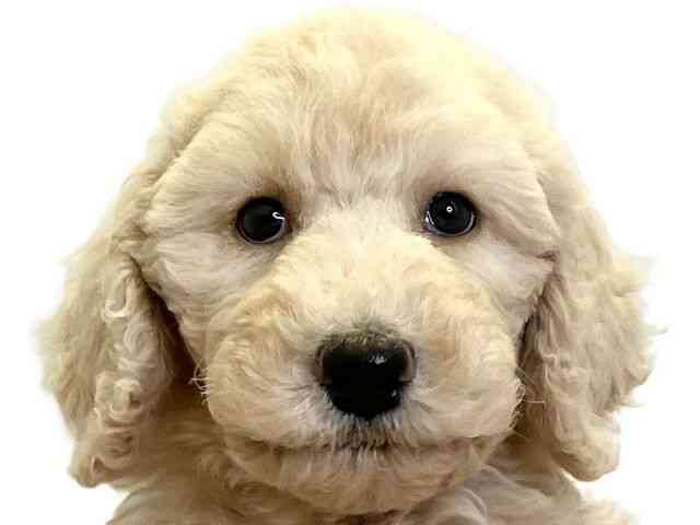 愛媛県のスタンダードプードル (ひごペットフレンドリーエミフルMASAKI店/2025年8月23日生まれ/男の子/クリーム)の子犬の1枚目の画像