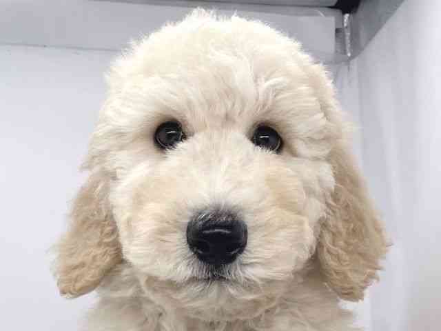 兵庫県のスタンダードプードル (ひごペットフレンドリーイオンタウン加古川店/2025年8月23日生まれ/男の子/クリーム)の子犬の1枚目の画像