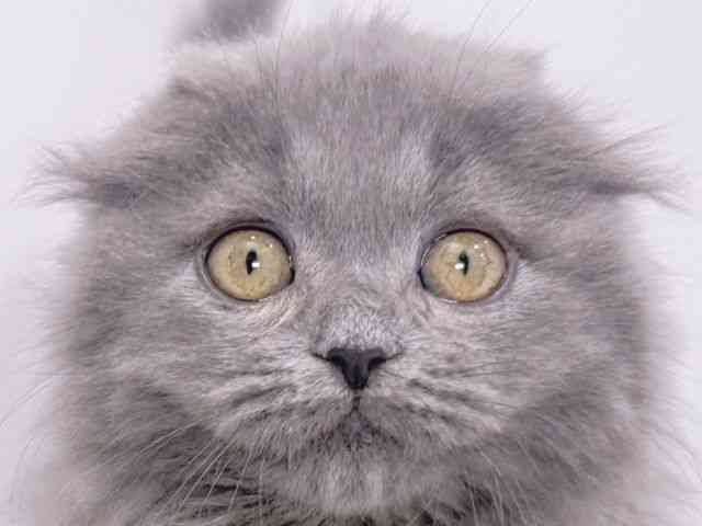 大阪府のスコティッシュフォールド (ひごペットフレンドリーイズミヤショッピングセンター千里丘店/2025年8月23日生まれ/女の子/ブルー)の子猫の1枚目の画像