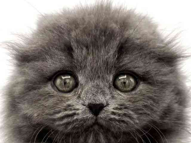 大阪府のスコティッシュフォールド (ひごペットフレンドリーららぽーとEXPOCITY店/2025年8月23日生まれ/女の子/ブルー)の子猫の1枚目の画像