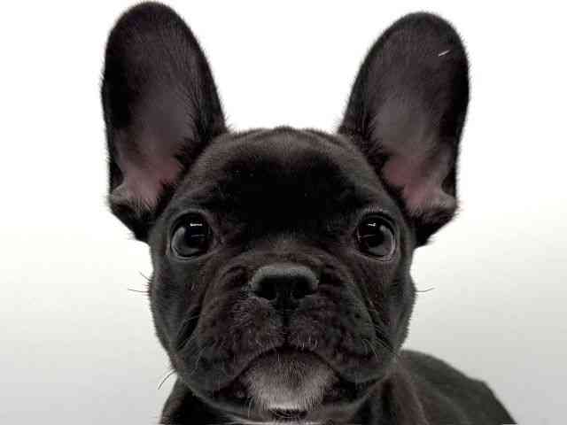 愛知県のフレンチブルドッグ (ひごペットフレンドリープライムツリー赤池店/2025年8月16日生まれ/男の子/ブラック)の子犬の1枚目の画像