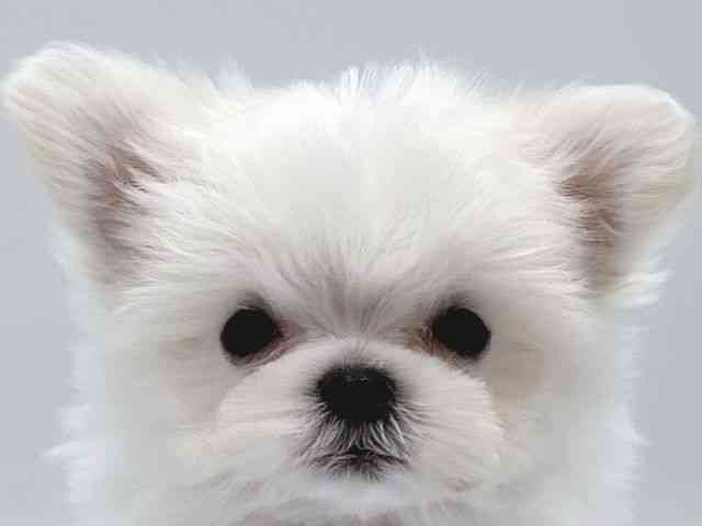 京都府のチワマル/マルチワ(チワワ×マルチーズ) (ひごペットフレンドリー京都店/2025年8月22日生まれ/男の子/ホワイト)の子犬の1枚目の画像