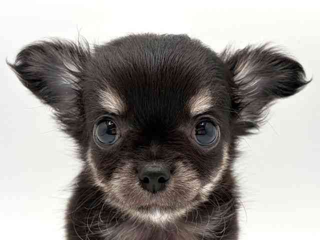 奈良県のチワワ(ロング) (ひごペットフレンドリー田原本店/2025年8月23日生まれ/男の子/ブラッククリーム)の子犬の1枚目の画像