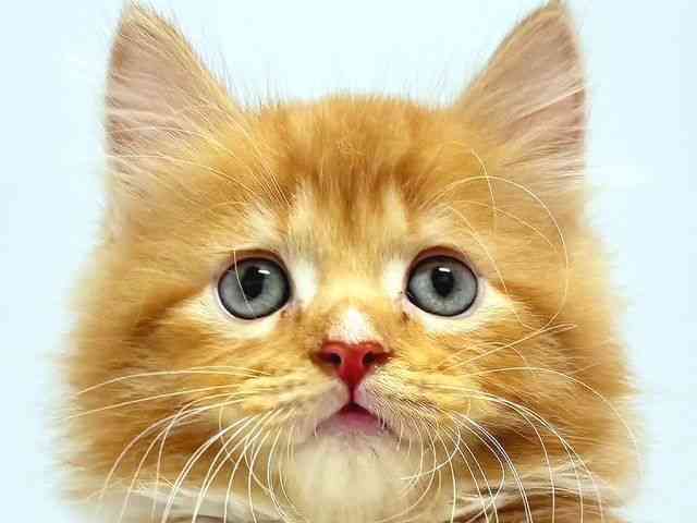 奈良県のミヌエット (ひごペットフレンドリー奈良パワーシティ店/2025年8月22日生まれ/男の子/レッドタビーホワイト)の子猫の1枚目の画像