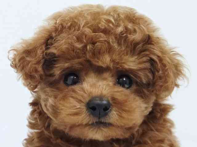 大阪府のトイプードル(トイ) (ひごペットフレンドリーアクロスプラザ住之江店/2025年8月23日生まれ/女の子/レッド)の子犬の1枚目の画像