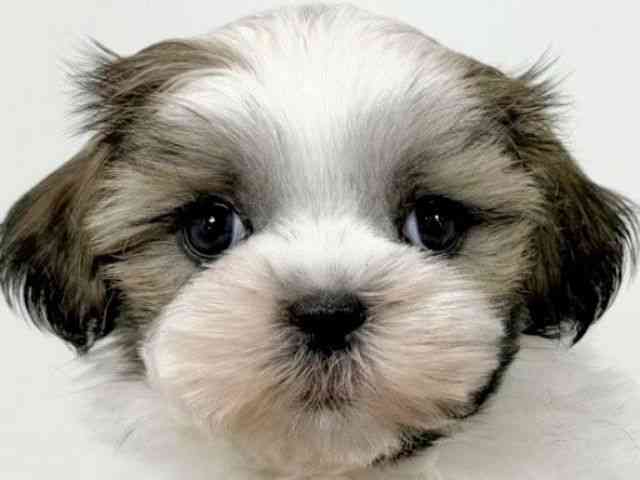 京都府のマルズー/マルシーズ(マルチーズ×シーズー) (ひごペットフレンドリーイズミヤショッピングセンター八幡店/2025年8月24日生まれ/女の子/ホワイトレッド)の子犬の1枚目の画像