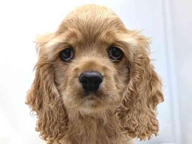 広島県のアメリカンコッカースパニエル (ひごペットフレンドリーゆめタウン廿日市店/2025年8月19日生まれ/女の子/バフ)の子犬の1枚目の画像