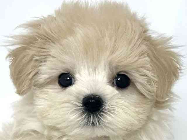 大阪府のマルプー(マルチーズ×プードル) (ひごペットフレンドリーアクロスプラザ住之江店/2025年8月23日生まれ/男の子/ホワイト)の子犬の1枚目の画像