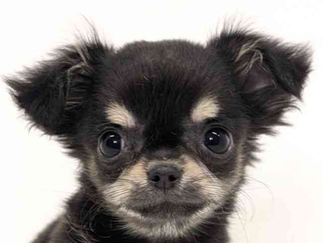 福岡県のチワワ(ロング) (ひごペットフレンドリーリバーウォーク北九州店/2025年8月23日生まれ/男の子/ブラッククリーム)の子犬の1枚目の画像