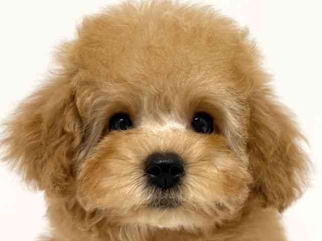 大阪府のトイプードル(トイ) (ひごペットフレンドリーイオン高槻店/2025年8月22日生まれ/女の子/レッド)の子犬の1枚目の画像