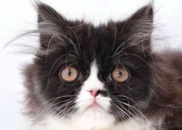 島根県のペルシャ (ひごペットフレンドリーイオン松江ショッピングセンター店/2025年8月20日生まれ/女の子/ブラックホワイト)の子猫の1枚目の画像