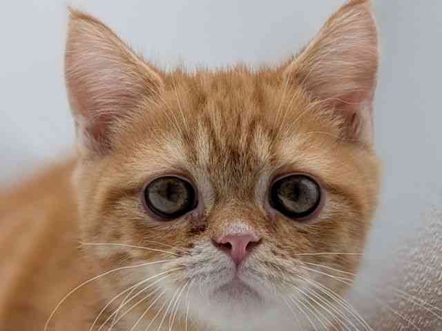 香川県のミヌエット (ひごペットフレンドリーゆめタウン高松店/2025年8月9日生まれ/男の子/レッドタビー)の子猫の1枚目の画像