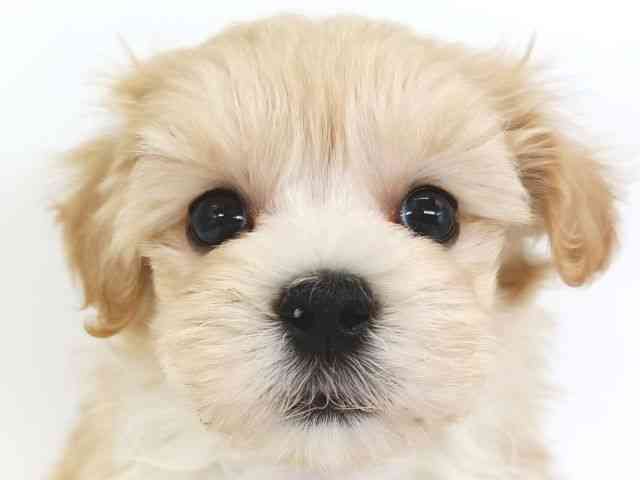 大阪府のハーフ犬・ミックス犬 (ひごペットフレンドリー泉ヶ丘店/2025年8月21日生まれ/男の子/クリーム)の子犬の1枚目の画像