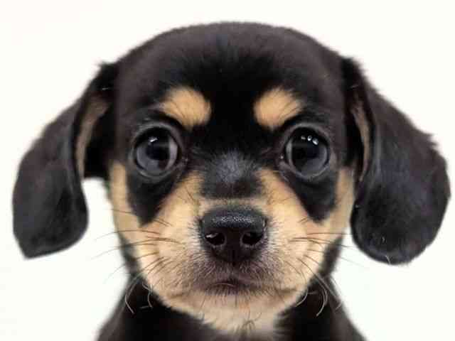 福岡県のチワックス(チワワ×ダックス) (ひごペットフレンドリーリバーウォーク北九州店/2025年8月21日生まれ/男の子/ブラックタン)の子犬の1枚目の画像