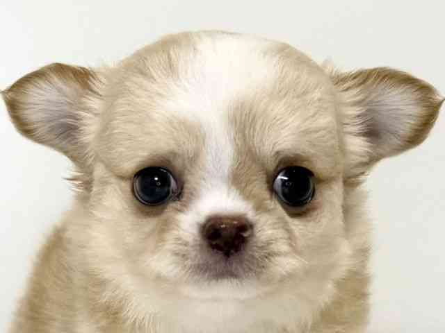 兵庫県のチワワ(ロング) (ひごペットフレンドリーイトーヨーカドー明石店/2025年8月23日生まれ/男の子/オレンジホワイト)の子犬の1枚目の画像