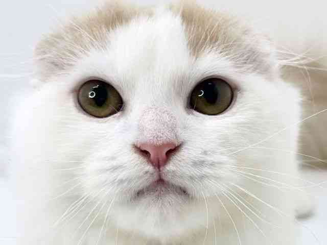 大阪府のスコティッシュフォールド (ひごペットフレンドリーいこらもーる泉佐野店/2025年8月24日生まれ/男の子/レッドタビーホワイトバン)の子猫の1枚目の画像