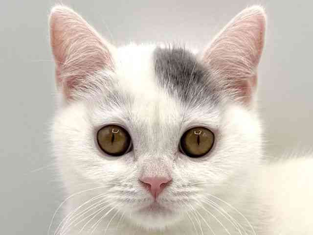 愛知県のブリティッシュショートヘアー (ひごペットフレンドリープライムツリー赤池店/2025年8月17日生まれ/女の子/ブルーホワイト)の子猫の1枚目の画像