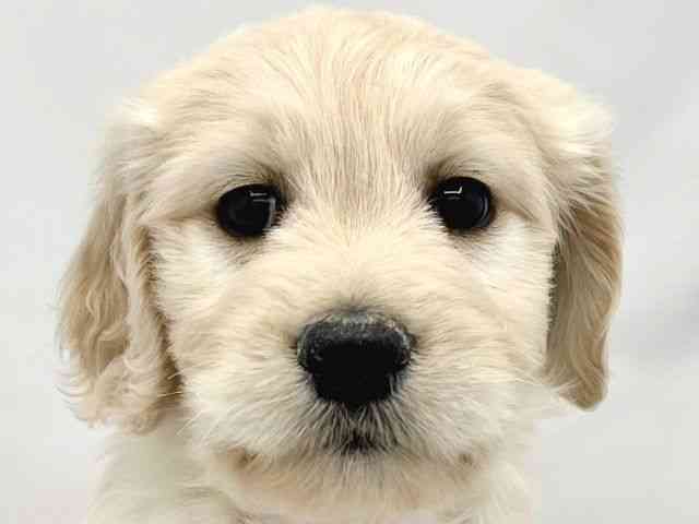 大阪府のゴールデンドゥードゥル(ゴールデン×プードル) (ひごペットフレンドリーイトーヨーカドー津久野店/2025年8月23日生まれ/女の子/クリーム)の子犬の1枚目の画像