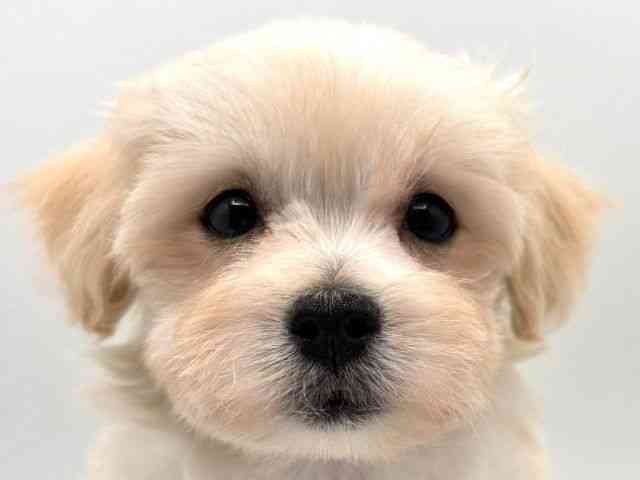 奈良県のマルプー(マルチーズ×プードル) (ひごペットフレンドリー田原本店/2025年8月22日生まれ/女の子/クリーム)の子犬の1枚目の画像