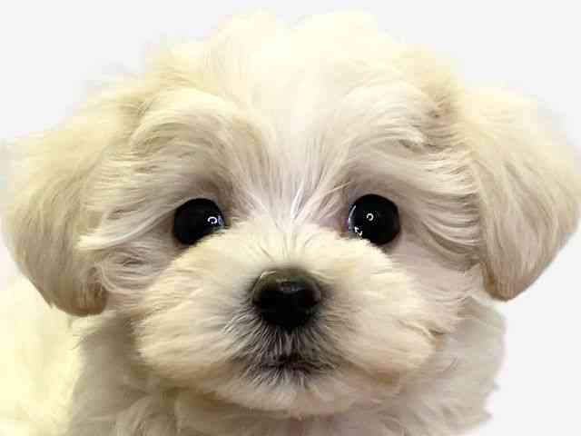 愛媛県のハーフ犬・ミックス犬 (ひごペットフレンドリーエミフルMASAKI店/2025年8月22日生まれ/女の子/クリーム)の子犬の1枚目の画像