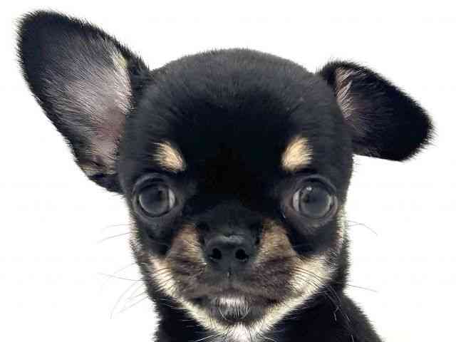 兵庫県のチワワ(スムース) (ひごペットフレンドリークラウンパーク伊丹店/2025年8月24日生まれ/女の子/ブラックタンホワイト)の子犬の1枚目の画像