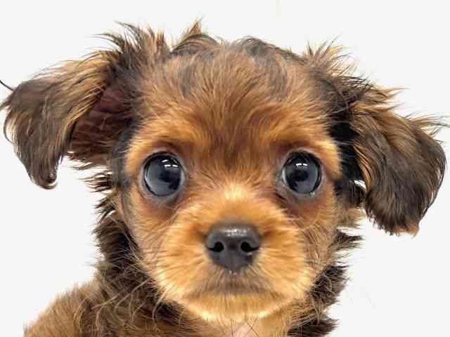 大阪府のチワプー/プーチー(チワワ×プードル) (ひごペットフレンドリーイオンタウン茨木太田店/2025年8月23日生まれ/男の子/レッド)の子犬の1枚目の画像