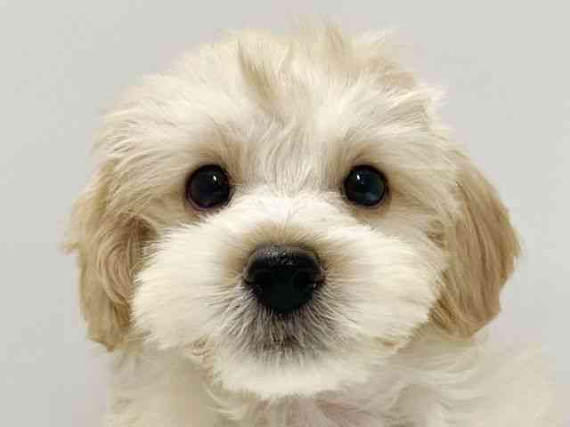 高知県のマルズー/マルシーズ(マルチーズ×シーズー) (ひごペットフレンドリーイオンモール高知店/2025年8月23日生まれ/男の子/ホワイト)の子犬の1枚目の画像