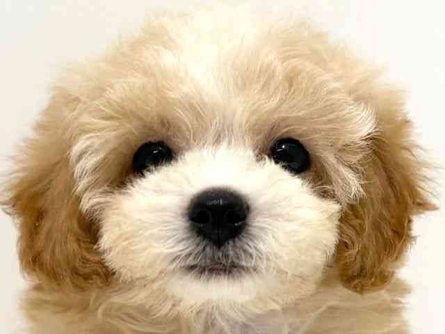 大阪府のマルズー/マルシーズ(マルチーズ×シーズー) (ひごペットフレンドリーイオン高槻店/2025年8月23日生まれ/女の子/アプリコット)の子犬の1枚目の画像