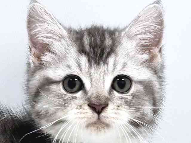 奈良県のマンチカン (ひごペットフレンドリー奈良パワーシティ店/2025年8月21日生まれ/男の子/シルバータビーホワイト)の子猫