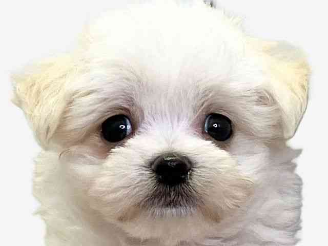 愛媛県のチワマル/マルチワ(チワワ×マルチーズ) (ひごペットフレンドリーエミフルMASAKI店/2025年8月22日生まれ/男の子/ホワイト)の子犬の1枚目の画像