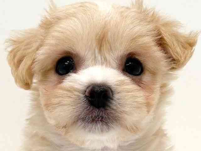 大阪府のチワマル/マルチワ(チワワ×マルチーズ) (ひごペットフレンドリーイオン高槻店/2025年8月22日生まれ/女の子/クリーム)の子犬の1枚目の画像