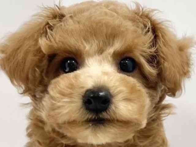 高知県のトイプードル(トイ) (ひごペットフレンドリーイオンモール高知店/2025年8月23日生まれ/男の子/レッド)の子犬の1枚目の画像