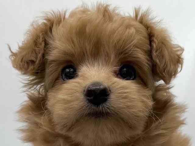 愛知県のポメプー(ポメラニアン×プードル) (ひごペットフレンドリーヴィアモール アピタ江南西店/2025年8月22日生まれ/男の子/レッド)の子犬の1枚目の画像