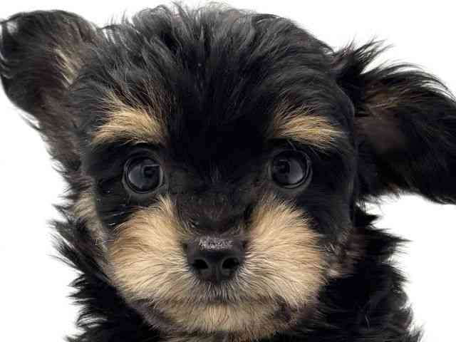 兵庫県のチワプー/プーチー(チワワ×プードル) (ひごペットフレンドリークラウンパーク伊丹店/2025年8月23日生まれ/男の子/クリーム)の子犬の1枚目の画像